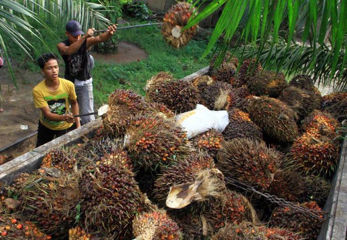 Harga Kelapa Sawit Minggu Ini Sentuh Rp Per Kilogram