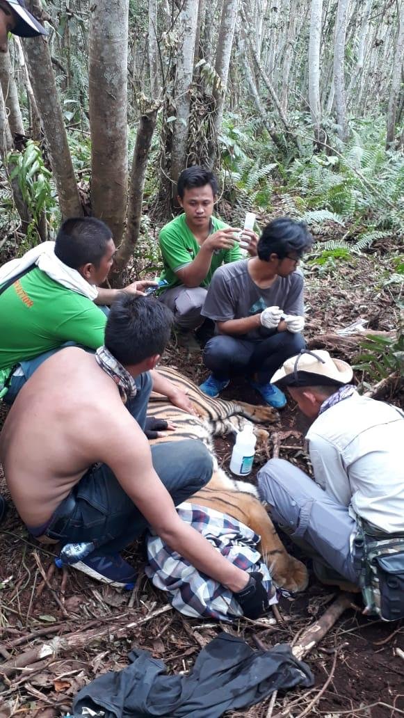 Seekor Harimau Sumatra Terjerat di Area Konsesi HTI Pelalawan